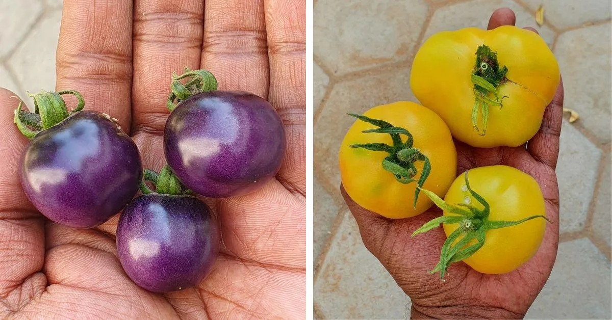 Aravinthan was able to grow 2,000 kg of vegetables per year for the residential school children<br />

