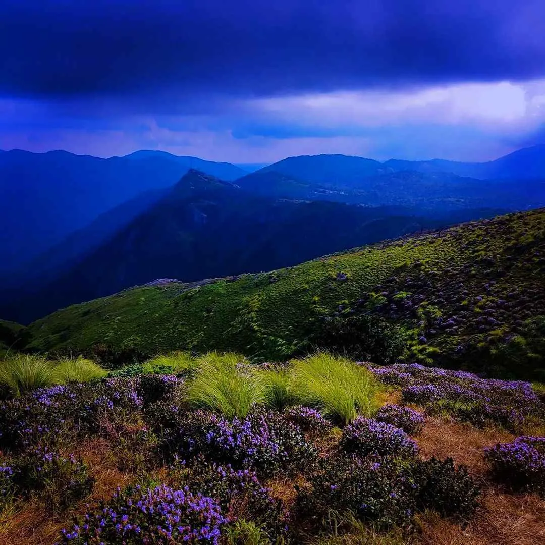 The kurinji flower blooms once in 12 years bathing the Kodaikanal hills in a bluish glow