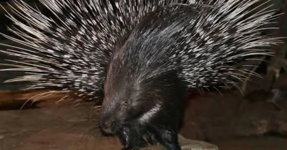 Animal saved by Rüvuotuo Belho
