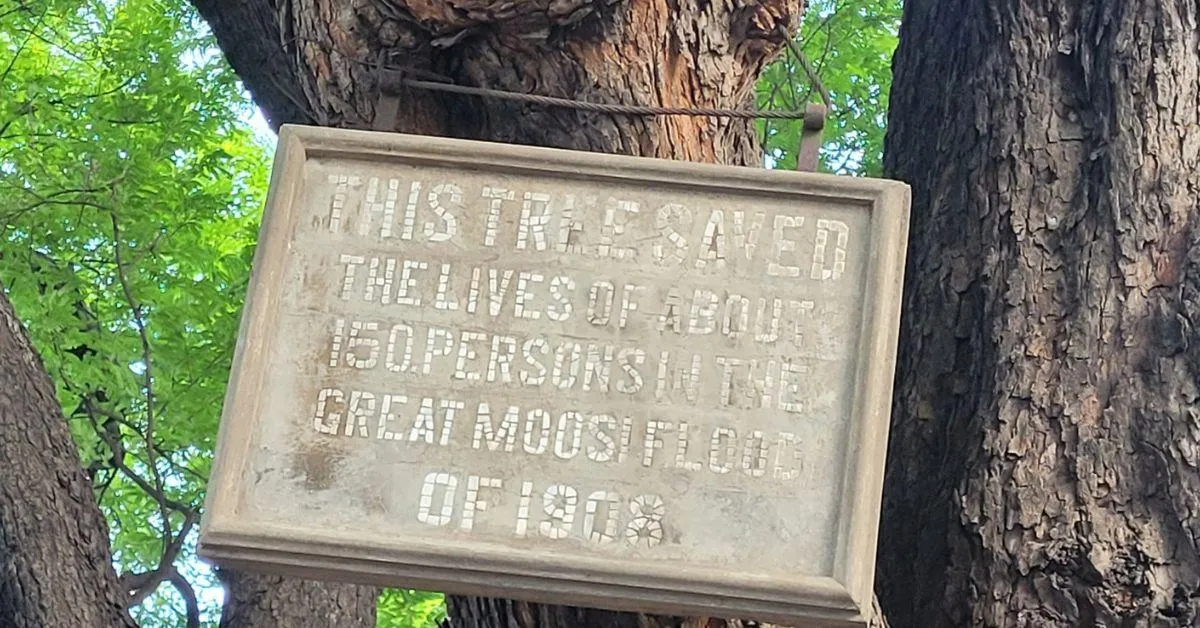 The tamarind tree that saved the lives of 150 people