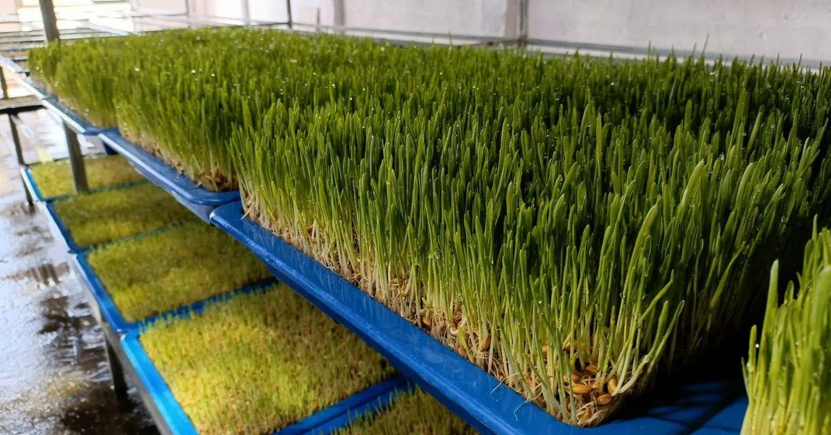 Ashwin worked on vital parameters like temperature and humidity required to promote the growth of green fodder.