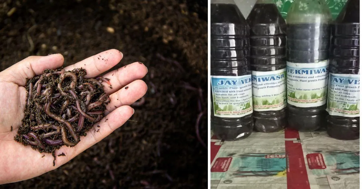 Kanika learnt to make vermiwash and enriched vermicompost manure that boost her business. 