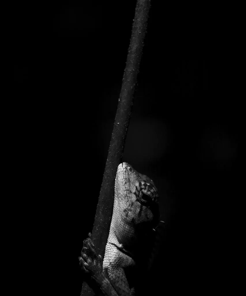 The Garden Lizard