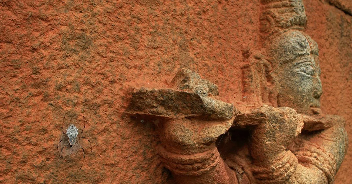 Vihaan's winning shot in the '10 years and under' category of the Wildlife Photographer of the Year.