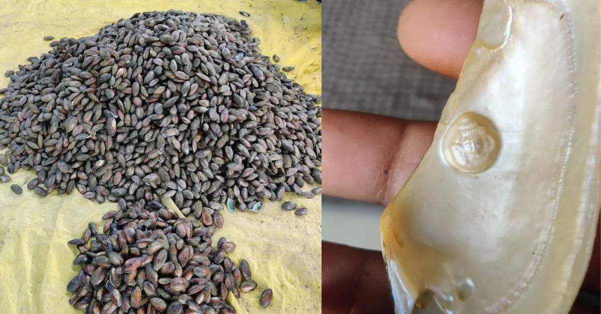 Farmers perform minor surgery to implant plain or designed pearls [an artificial nucleus] into the tissue of a pearl oyster. 