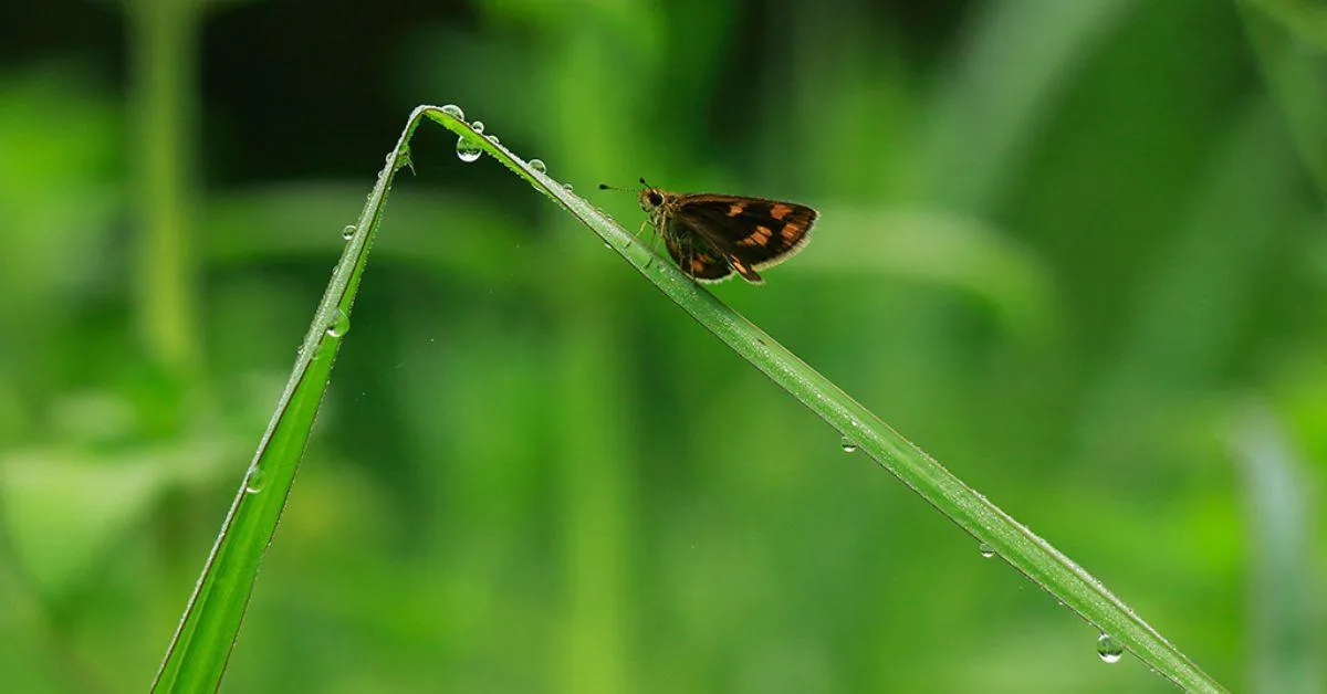 The Wide Band Grass Dart