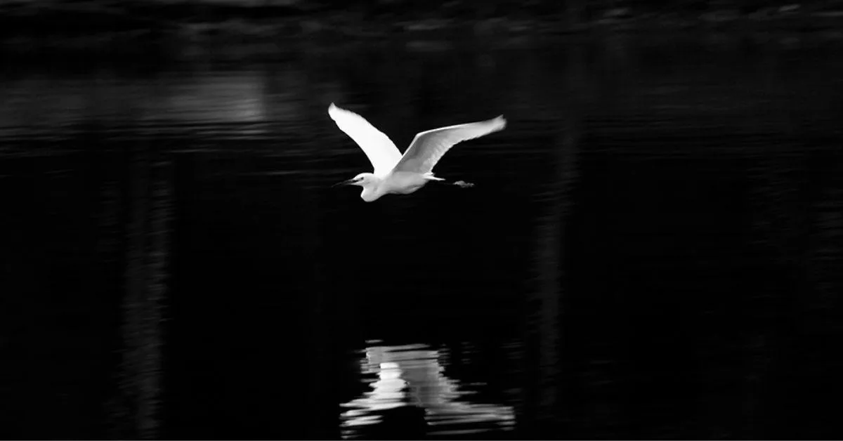 An egret flying over the water