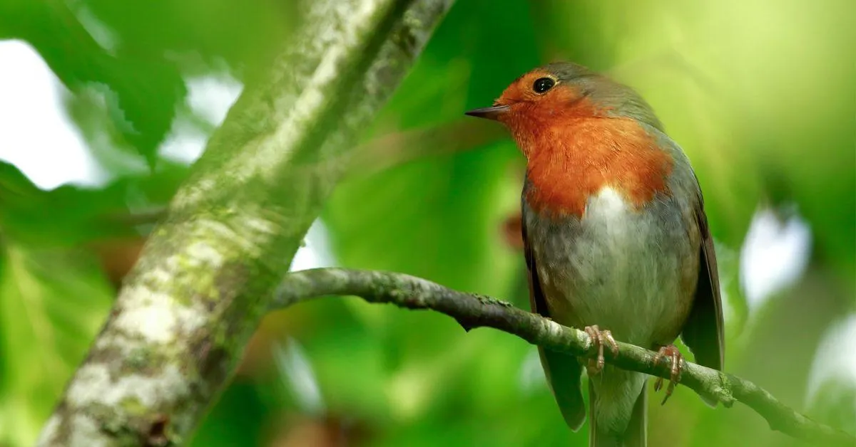 A European Robin