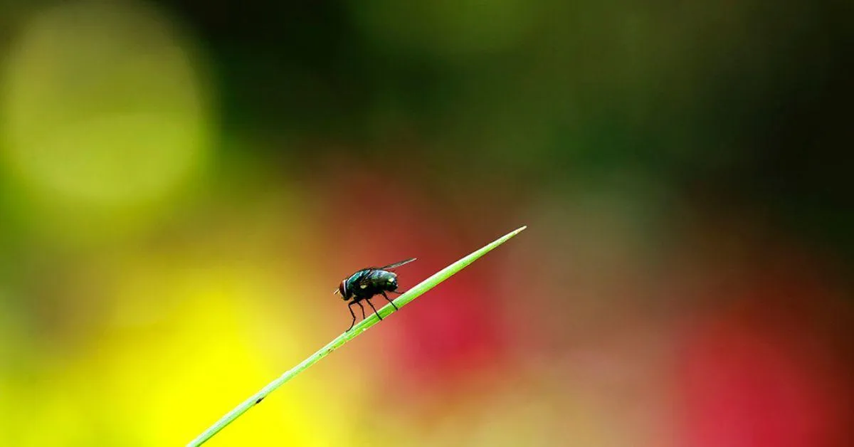 The Common Green Bottle Fly