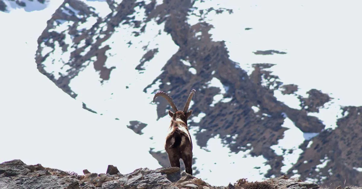 The Himalayan Ibex