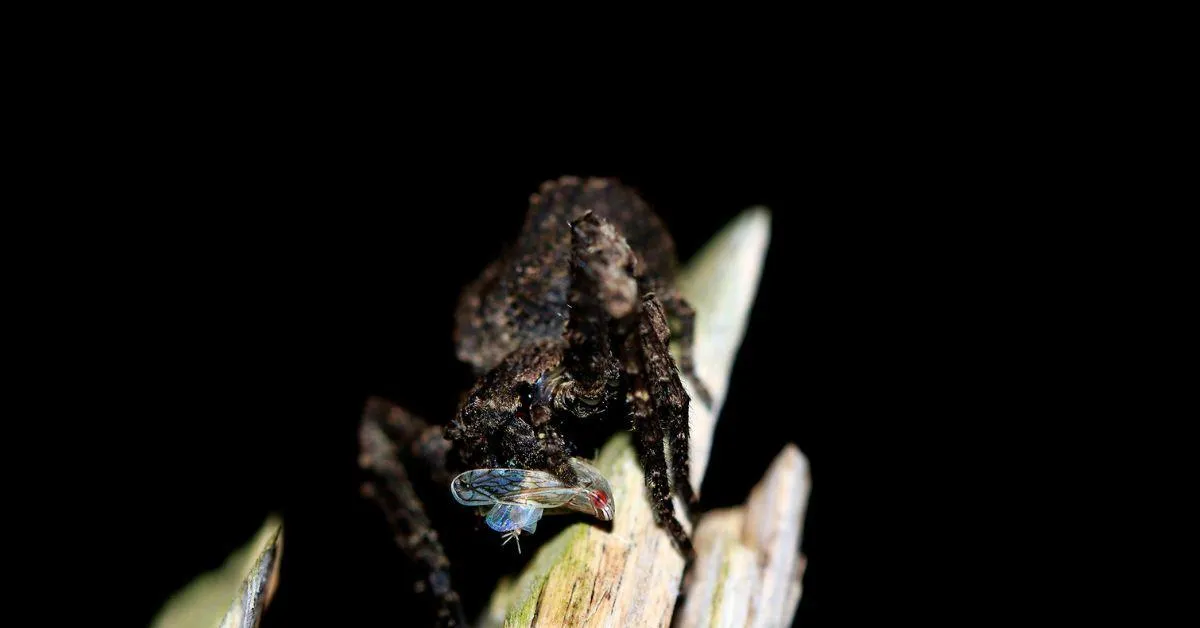 The crab spider with its kill