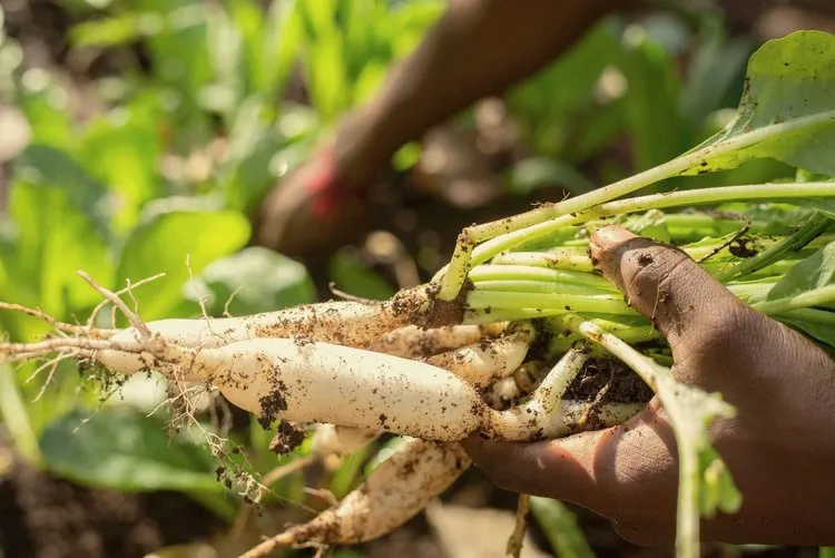 The delicacies prepared at the homestay are all from the produce on the land