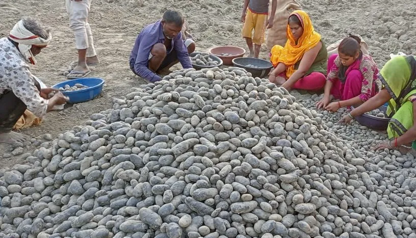 Farmers harvesting the black potatoes. 