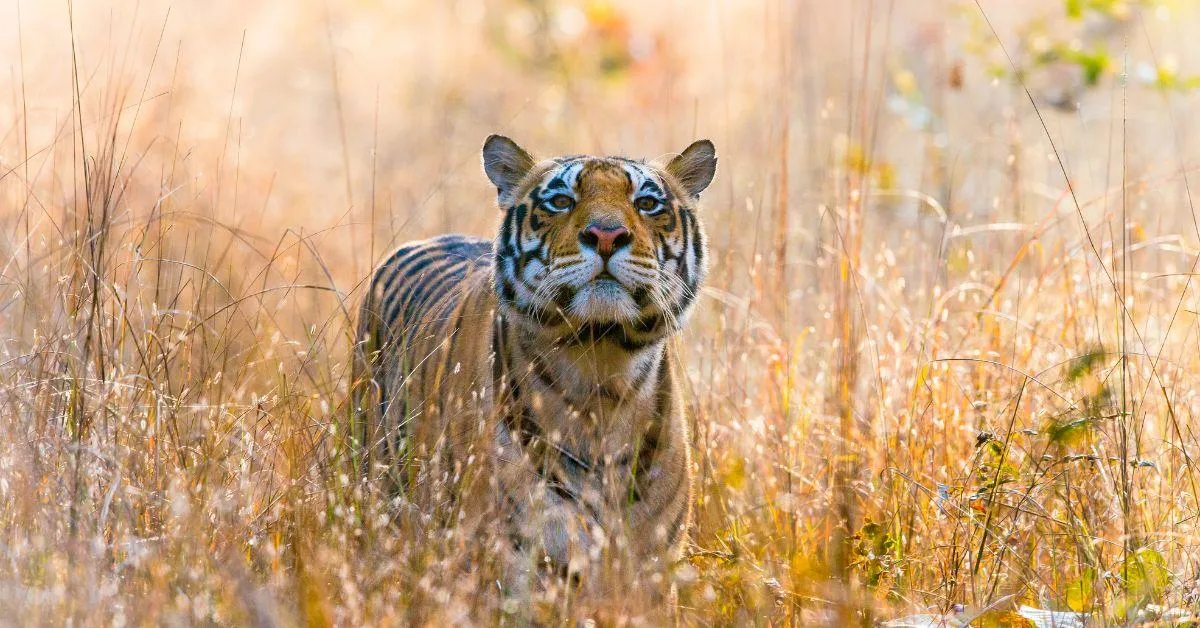 Kanha National Park is known for its large number of tigers. 