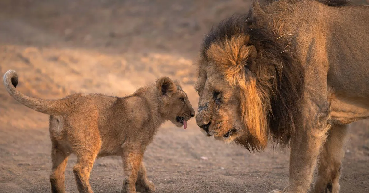 Gir has 38 species of mammals, around 300 species of birds, 37 species of reptiles, and more than 2,000 species of insects.