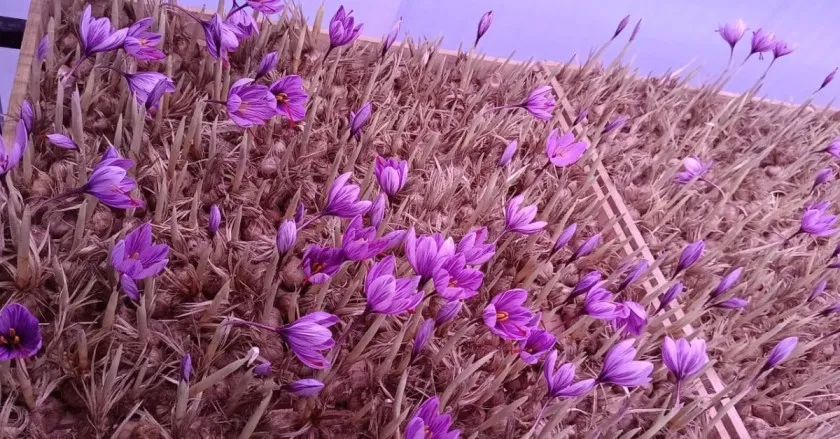 Gaurav was able to grow 500 gm of saffron in Solan. 