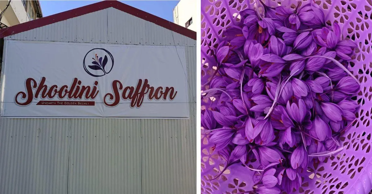 Gaurav named his saffron farm after his mother. 