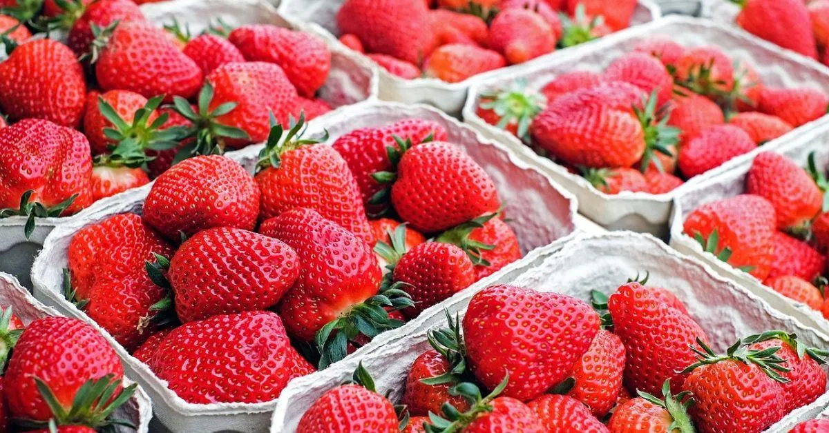 Today, Ramesh is reaping phenomenal profits by cultivating strawberries.