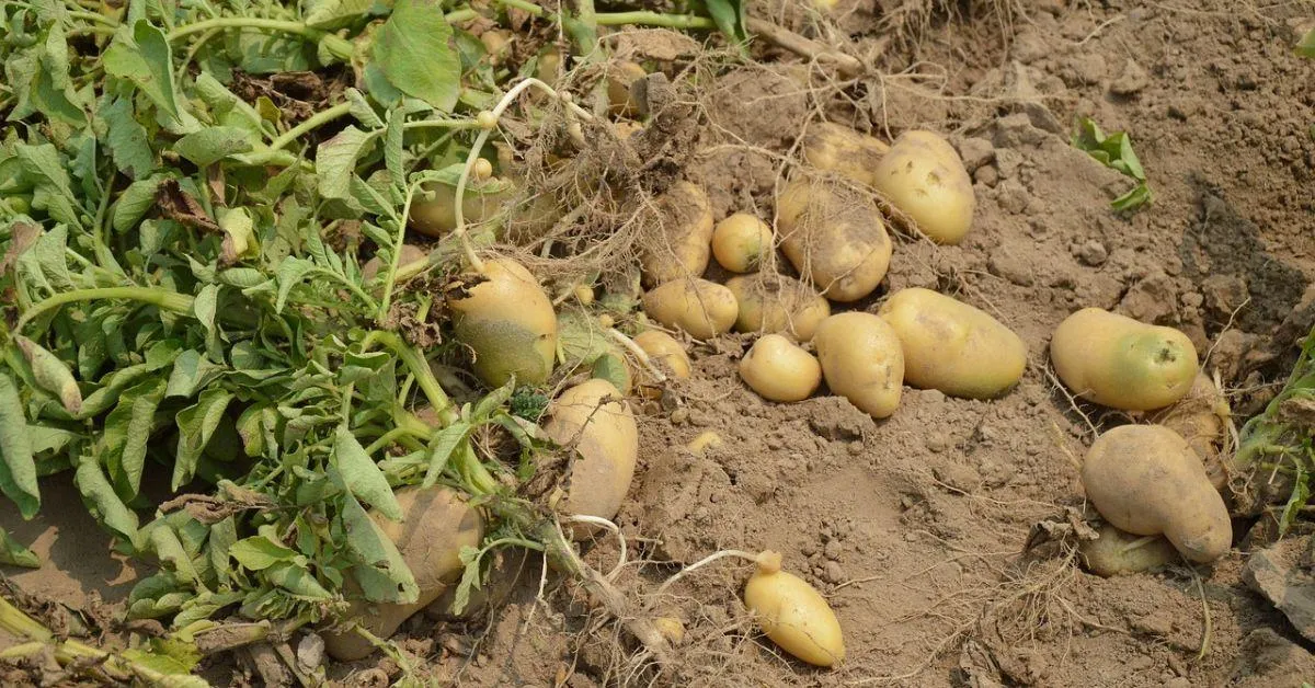 After learning to farm from PRADAN’s team, Rukmani decided to cultivate peas and potatoes.