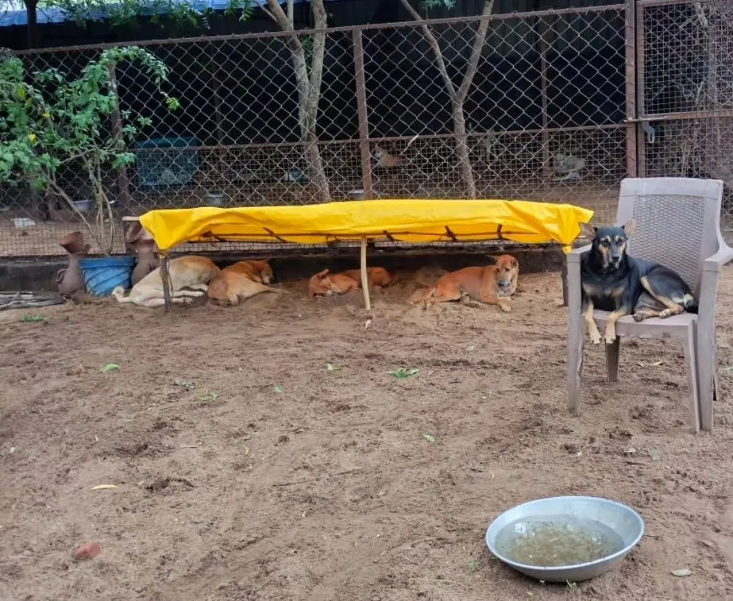 These dogs find peace, quiet and support at this shelter.