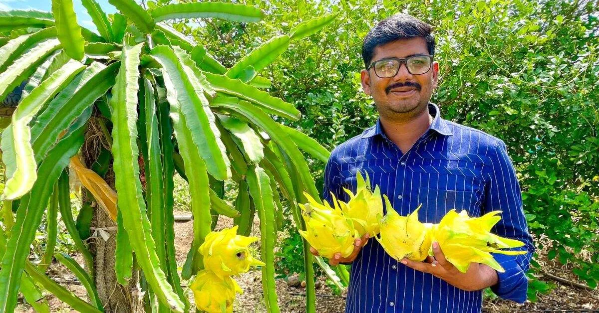 With dragon fruit farming, Mahesh Asabe has made agriculture a profit-making sector in the dry region.