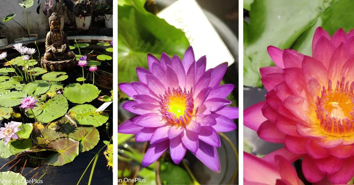 Lilies need at least six hours of sunlight to thrive. 