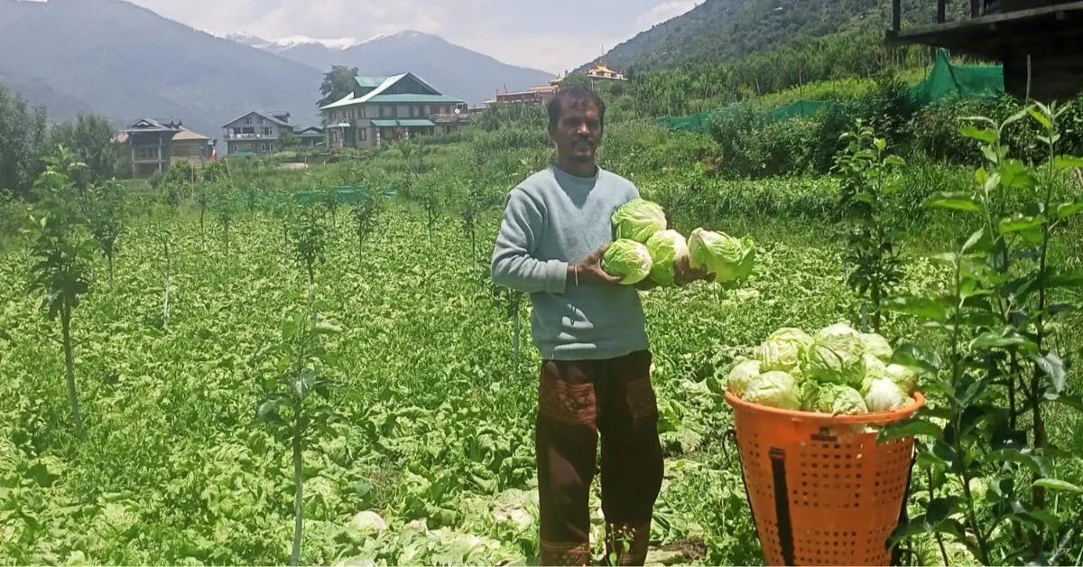 Kundan's family has been engaged in agriculture for generations and they grow wheat, pulses and apples on the land