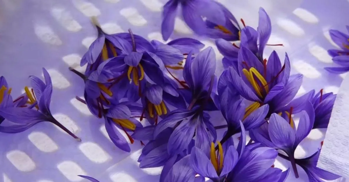 Once the flowers have been plucked the seeds are put into the soil once more for the next harvest