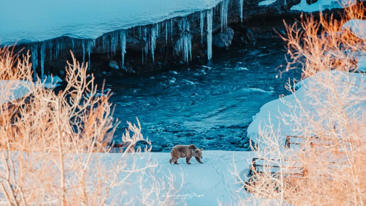 Photographer looks at Snow leopards and Himalayan Brown Bear