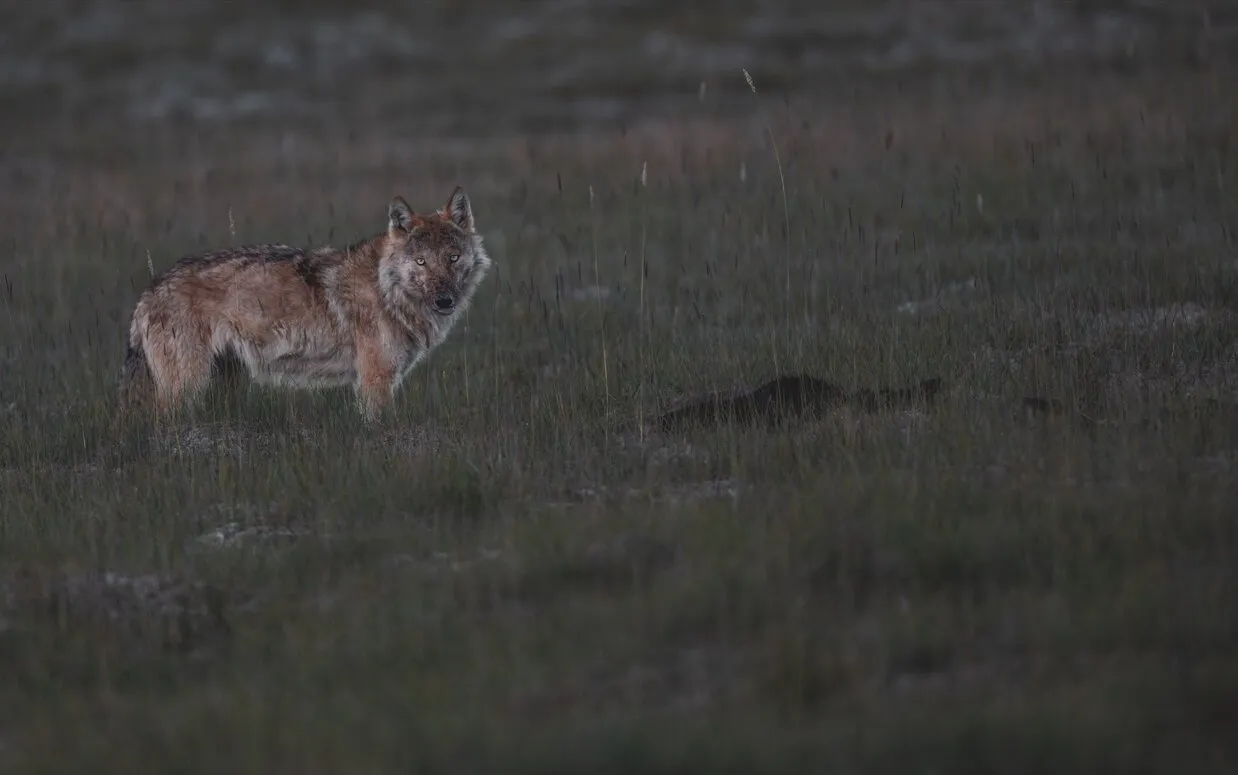 Snow Leopards and Tibetan Wolf in Ladakh taken by Photographer 