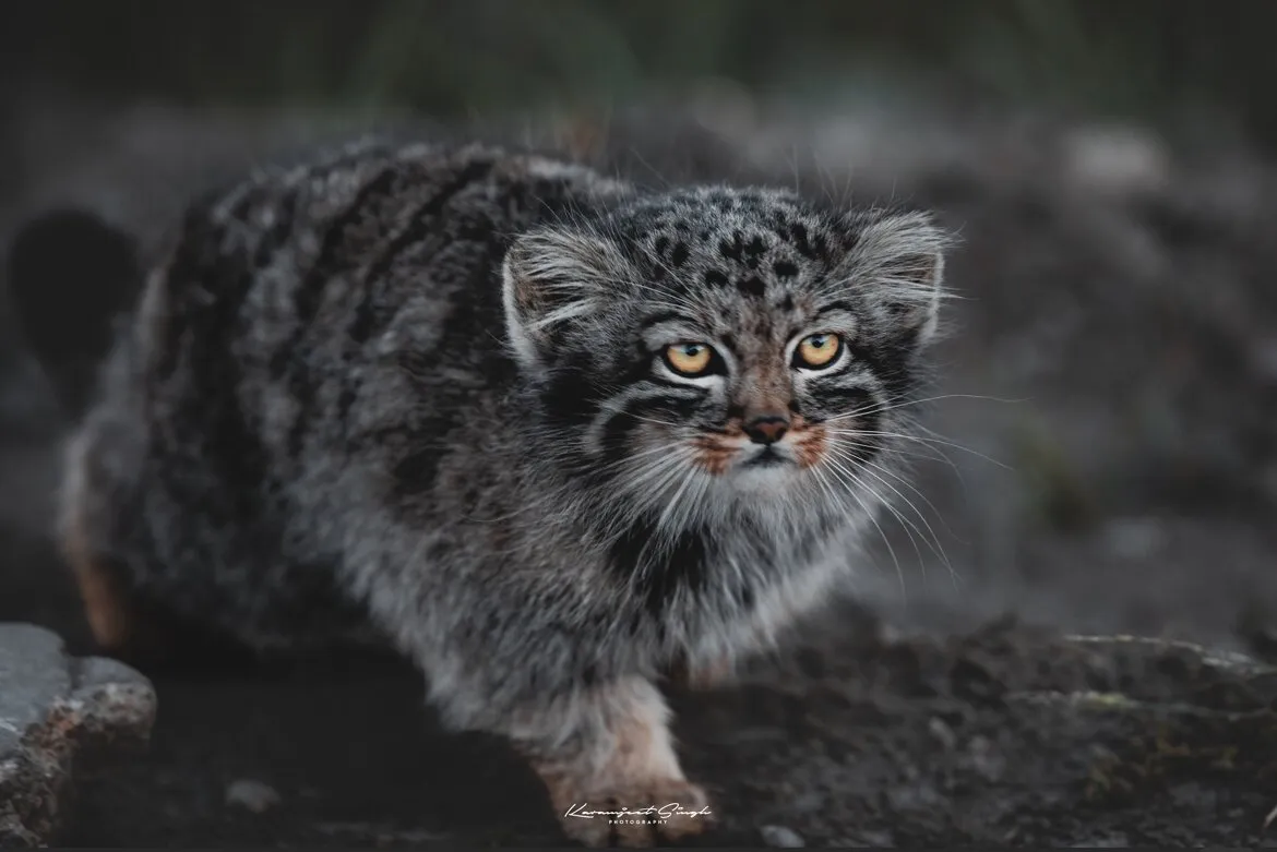 Pallas's Cat