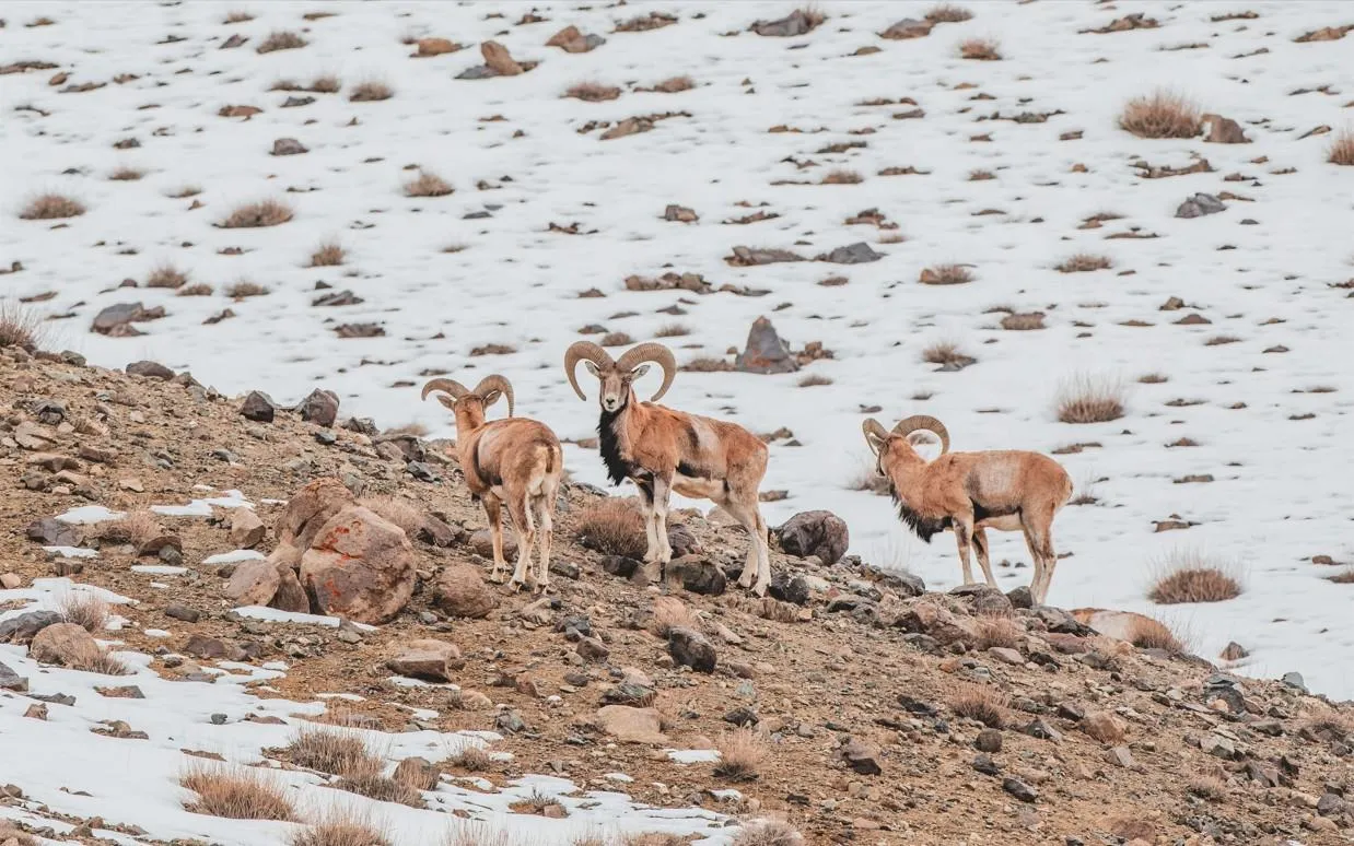 Majestic male urials