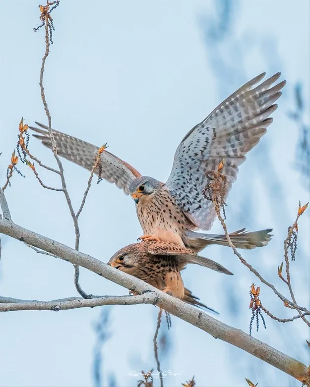 Eurasian kestrel