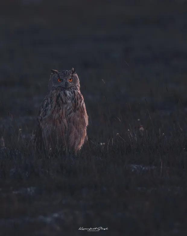 Eurasian eagle owl