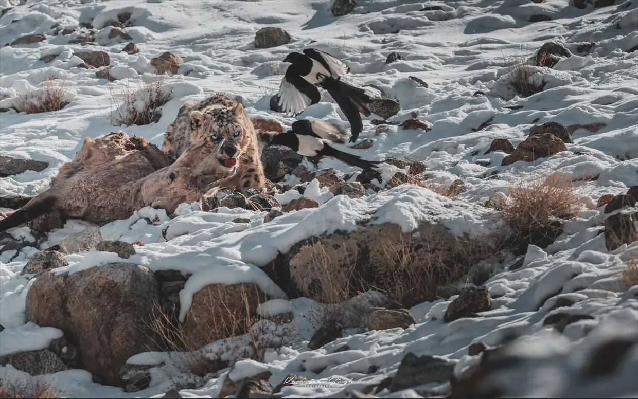 Snow leopards with their prey