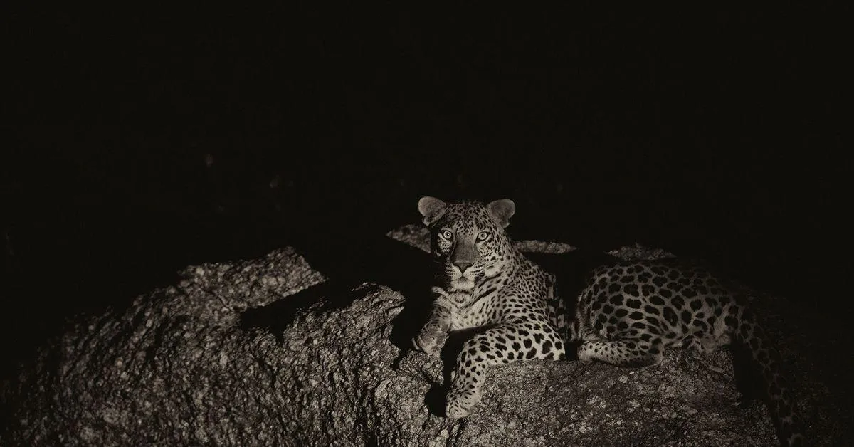 The leopards of Jawai as captured by Shatrunjay Pratap Singh
