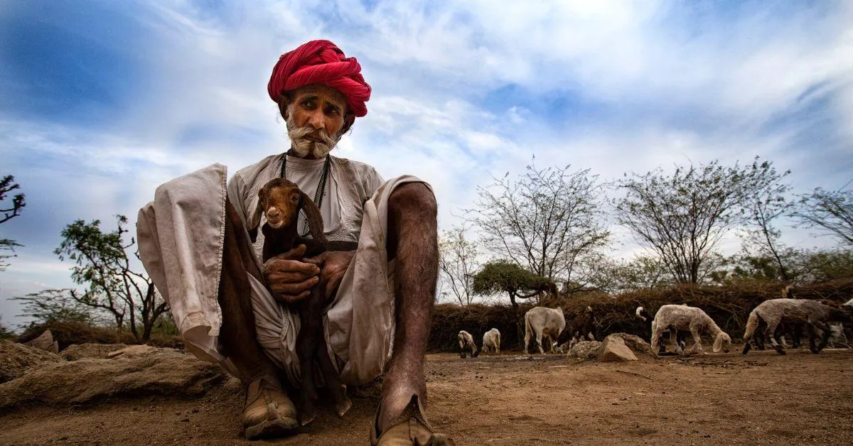 The Rabari community migrated to India from Iran a thousand years ago