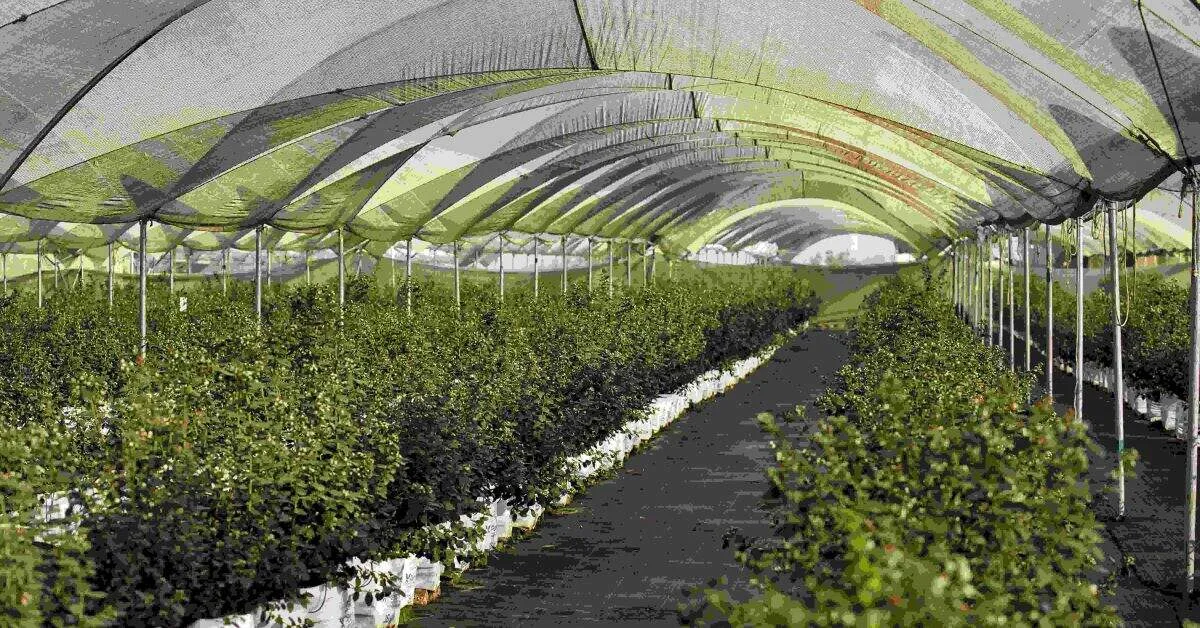 Keya installed low-cost tunnels in about 80 percent of her farm.