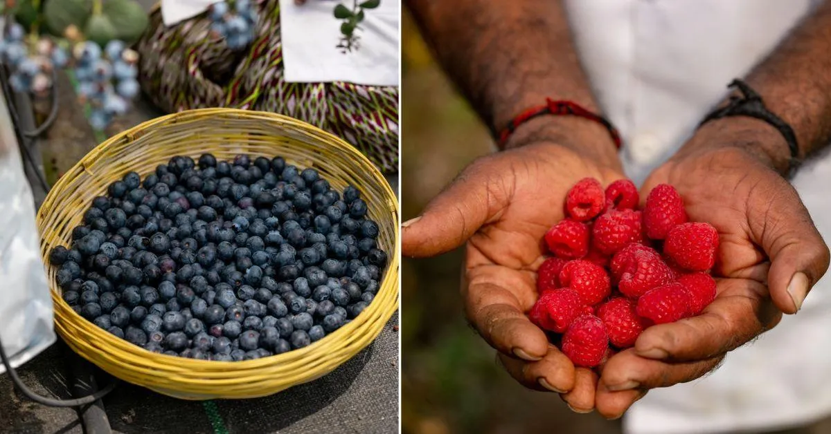 Blueberries and raspberries are cultivated largely in the United States, Russia, Mexico, Serbia, and Poland.