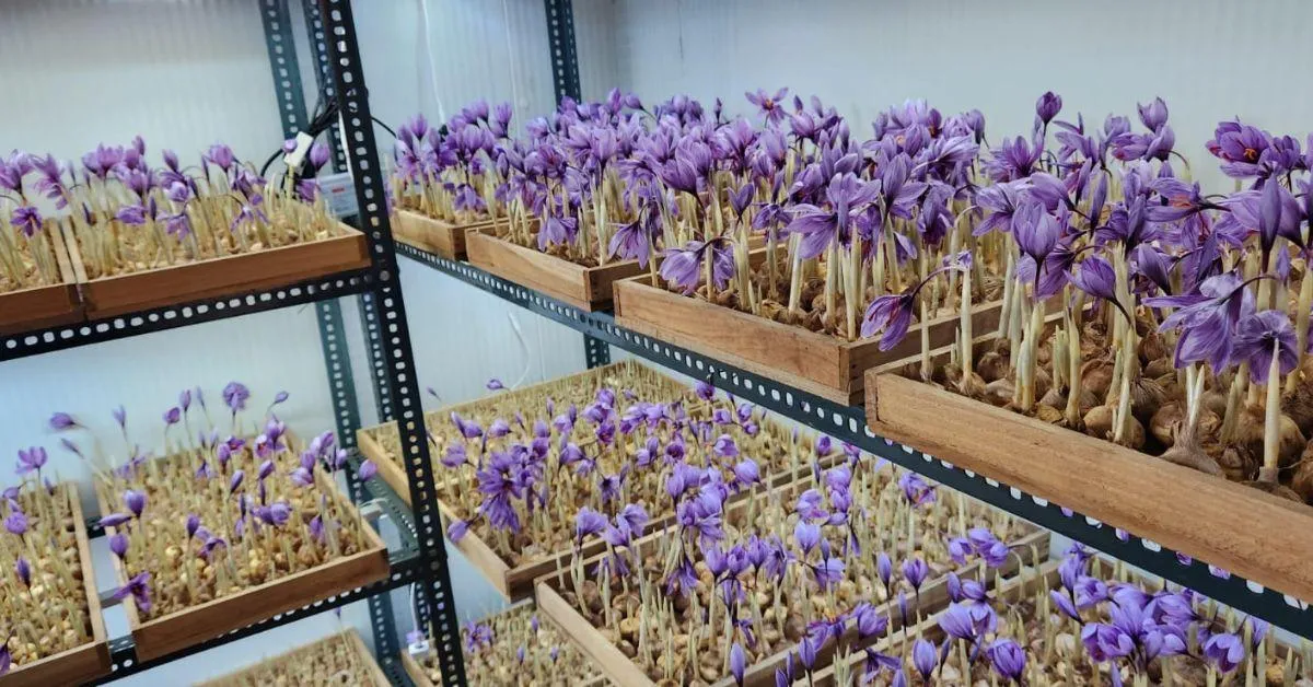 In 2017, Ramesh started growing saffron in a 100-square-foot room in Noida.