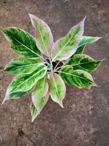 An exotic plant at Greens and Blooms