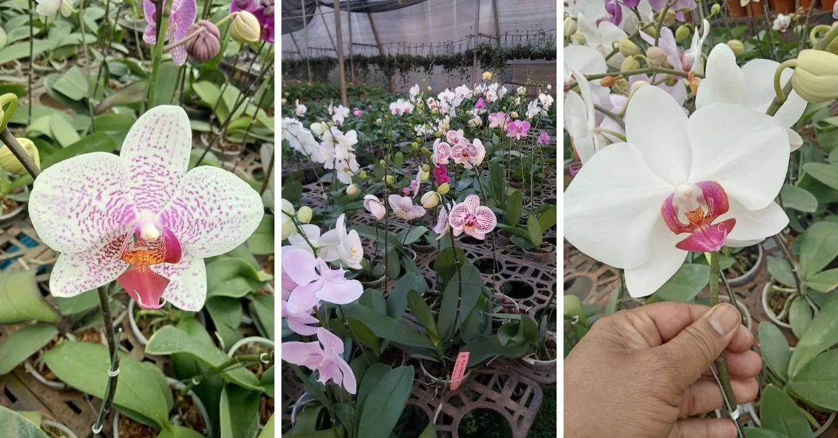 Orchids at Greens and Blooms Nursery in Pune