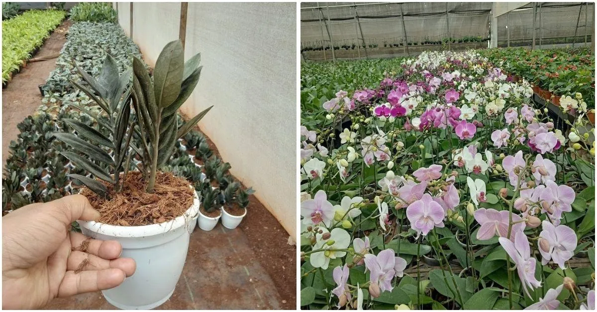 Bhausaheb Navale grows exotic flowers at his nursery