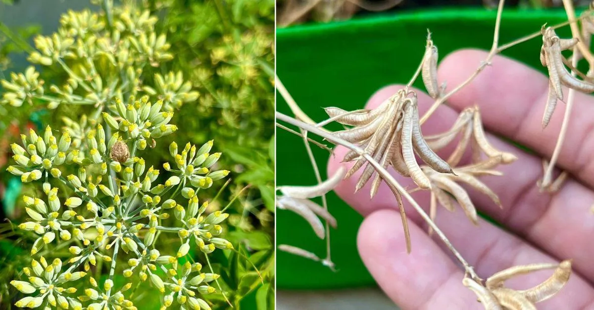 Dr Anshu grows 15 kinds of spices — including turmeric, fennel, and fenugreek.