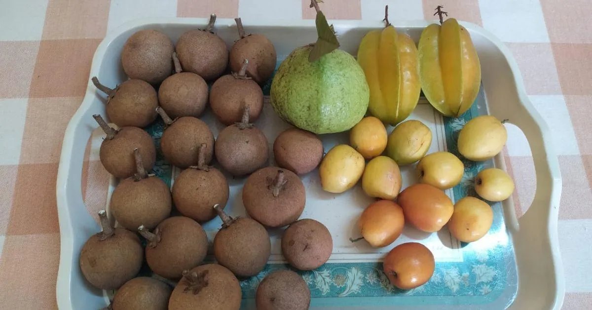 Jayanti’s techniques have helped her get sufficient fruits for the past three decades. 