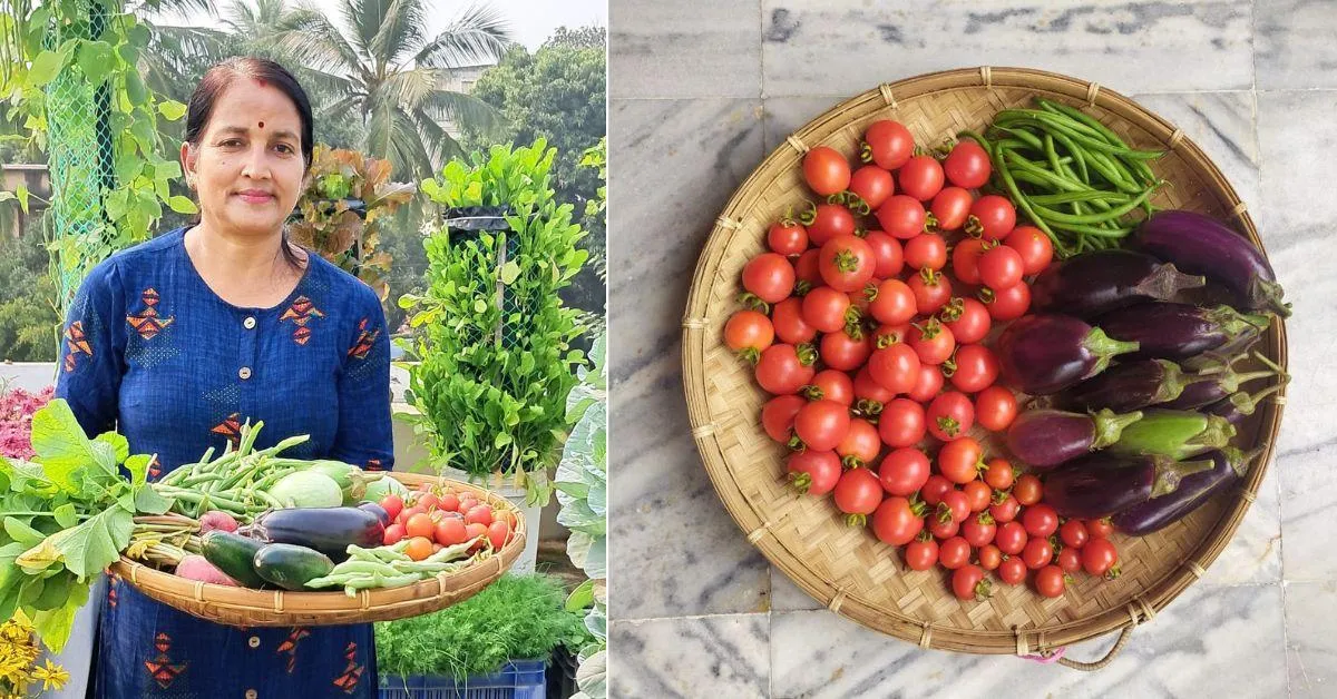 Jayanti grows fruits and vegetables including chikoo, tomatoes, and brinjals on her 350 sq ft terrace. 