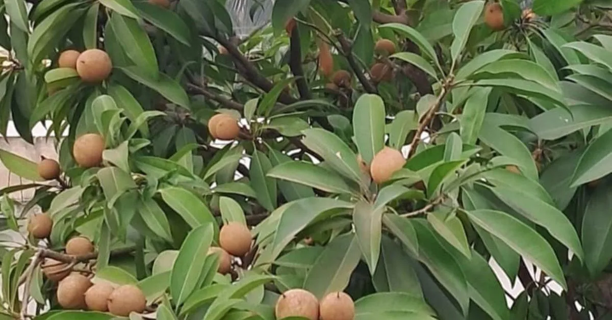 Instead of large pots, Jayanti plants fruits in fish crates.