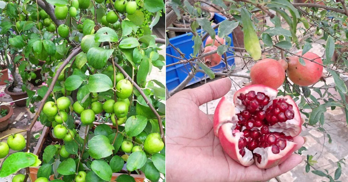 Jayanti grows fruits like guavas, pomegranates, oranges, mangoes, and chikoos on her terrace.