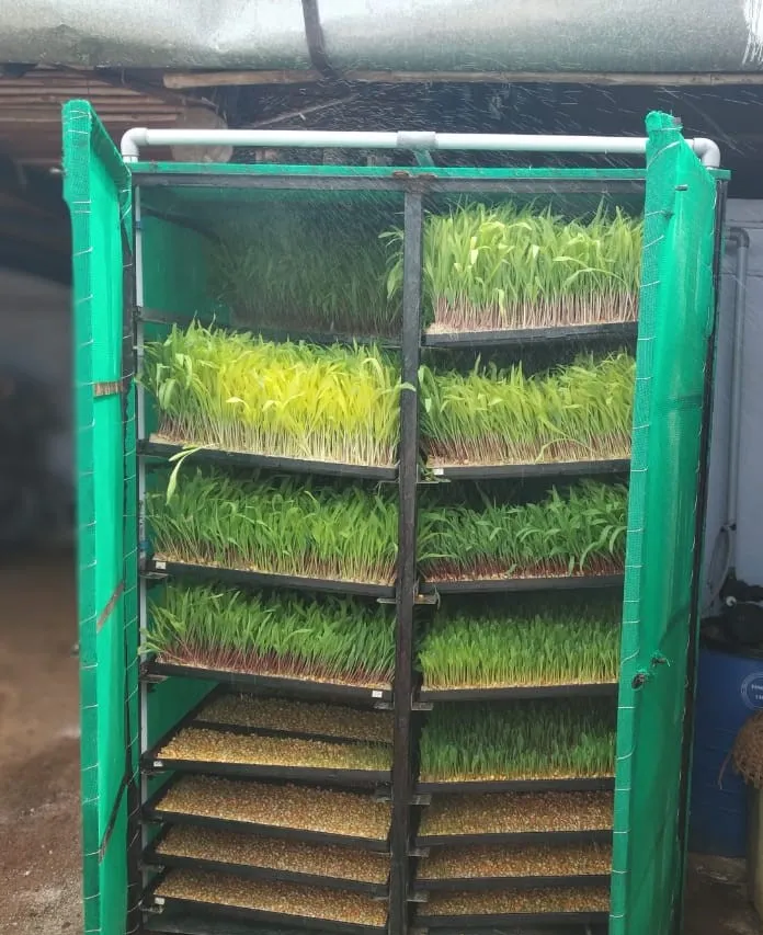 Saravanan grows maize fodder in his cupboard