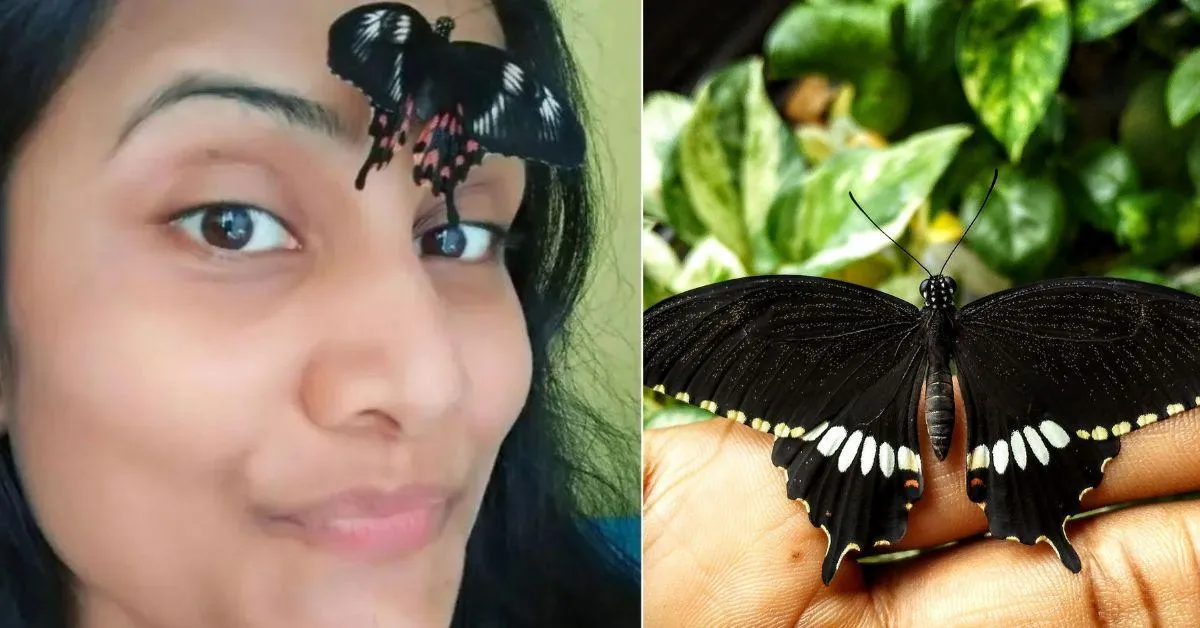  In the last 10 years, she claims to have nurtured over 5,000 butterflies.